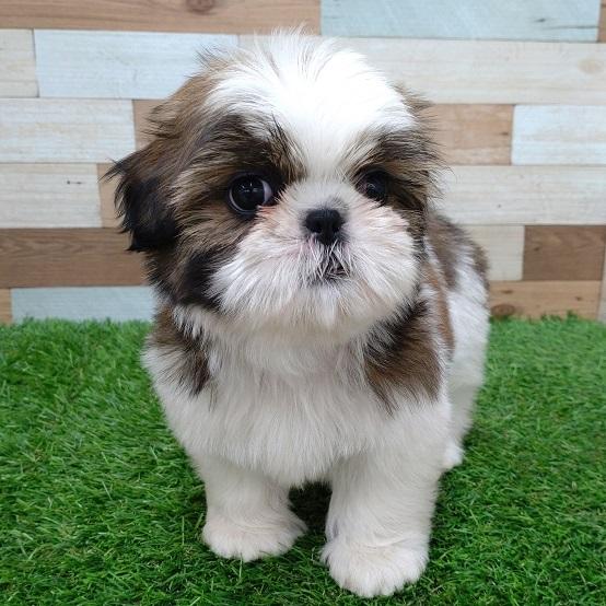 animal_image