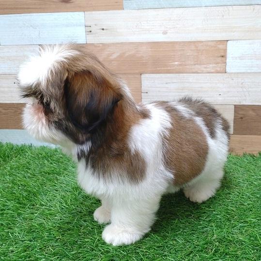 animal_image