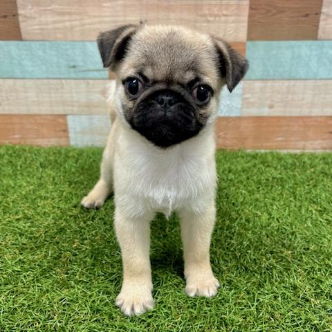 ワンニャンハウス 岡山店のパグの詳細【ハローべいびぃ】