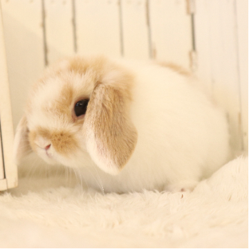 animal_image