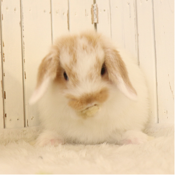 animal_image