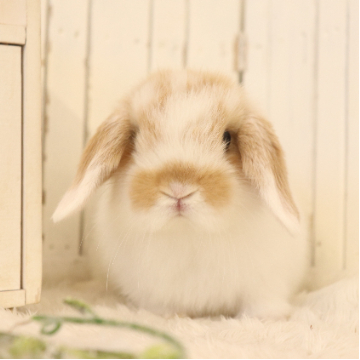 animal_image