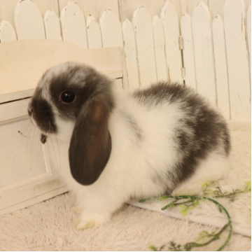 animal_image