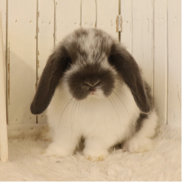 animal_image