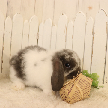 animal_image