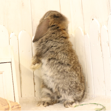 animal_image