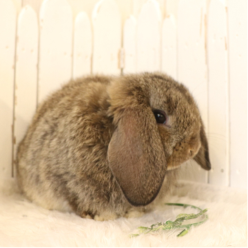 animal_image