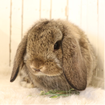 animal_image