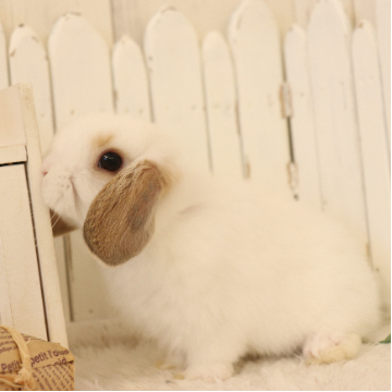animal_image
