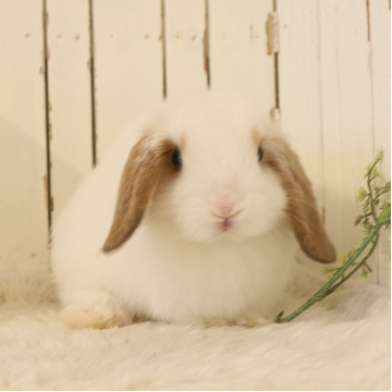 animal_image