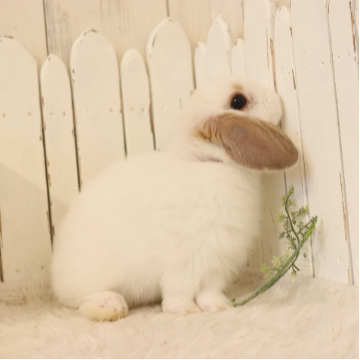 animal_image