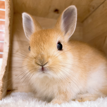 うさぎ出品 うさぎ ぬいぐるみ 仔 ウサギ キュート販売 CUTE ふわふわ