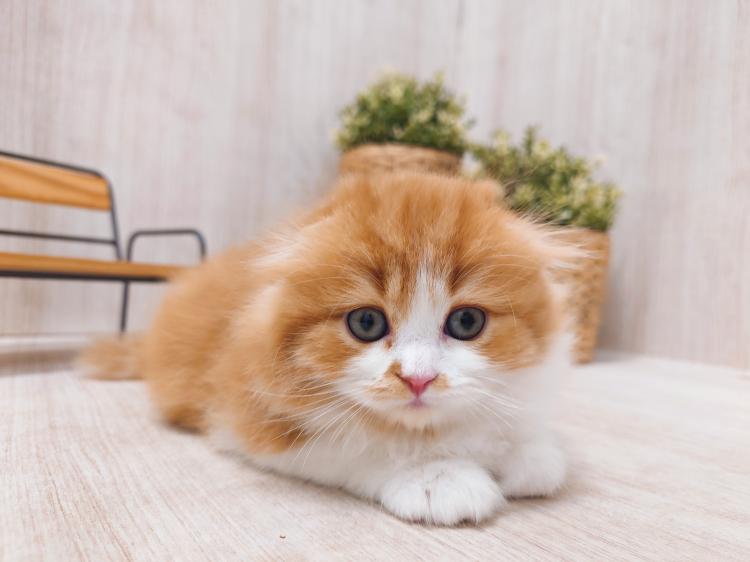 animal_image