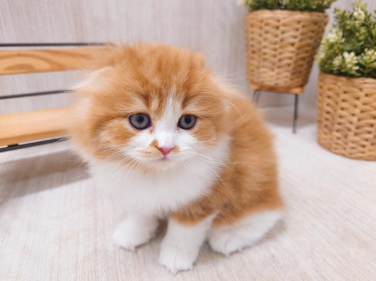 animal_image