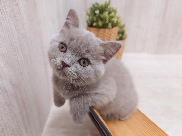 animal_image