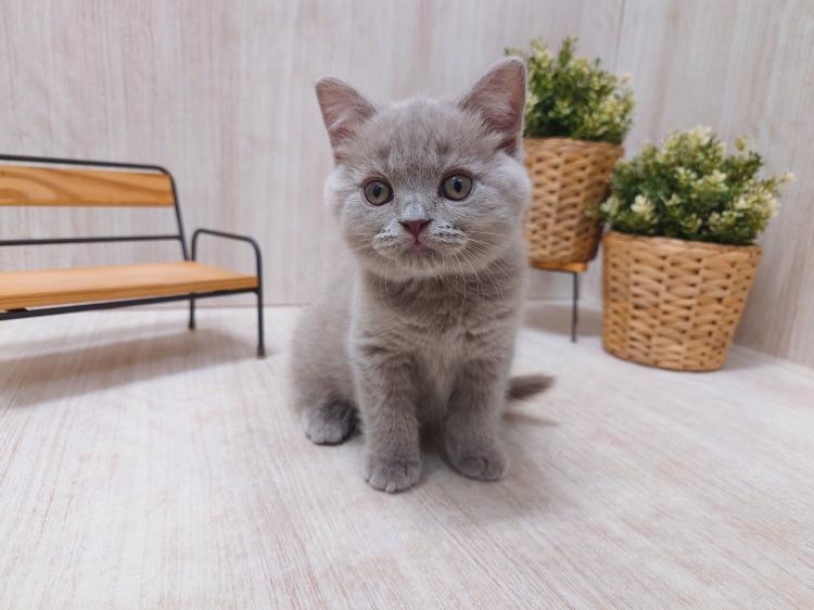 animal_image