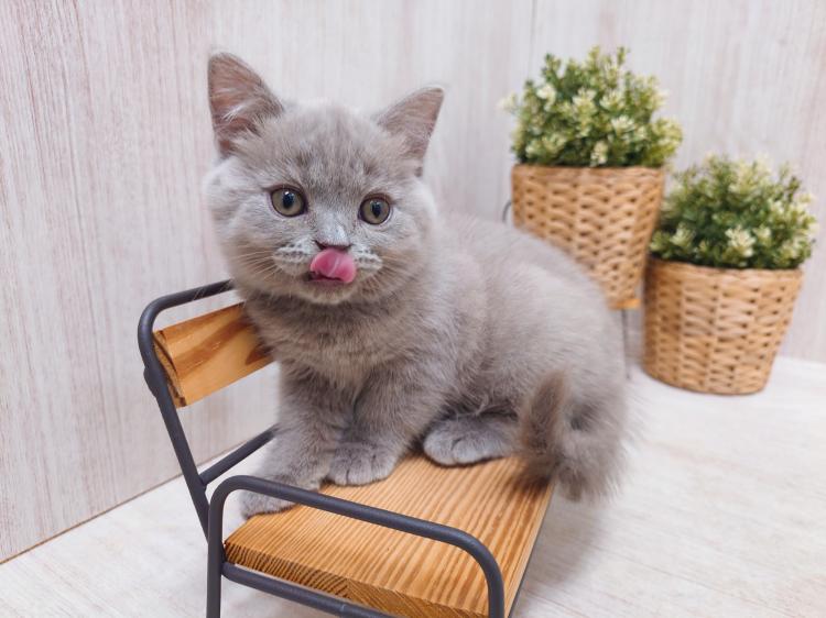 animal_image