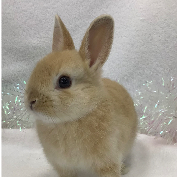 animal_image