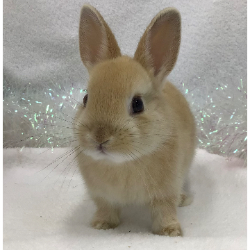 animal_image