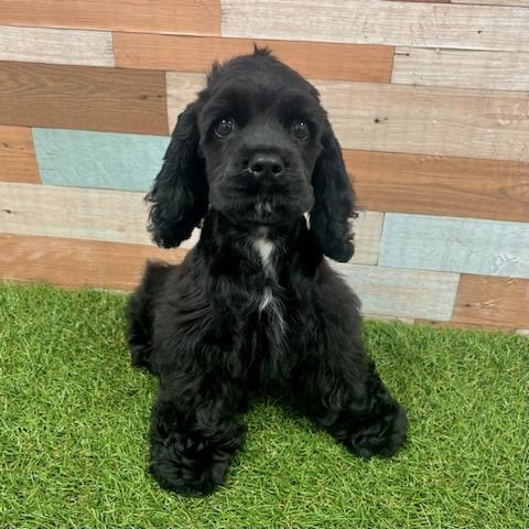 ワンニャンハウス 岡山店のアメリカン・コッカー・スパニエルの詳細