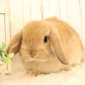 animal_image