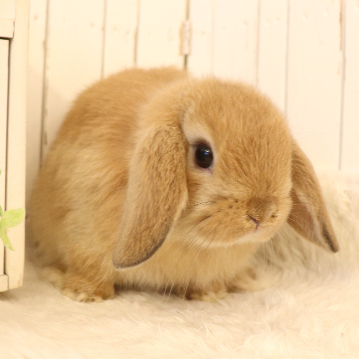 animal_image