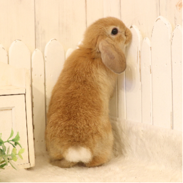 animal_image