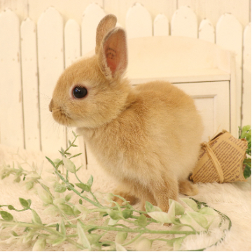 animal_image