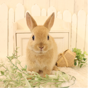 animal_image