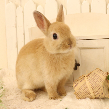 animal_image