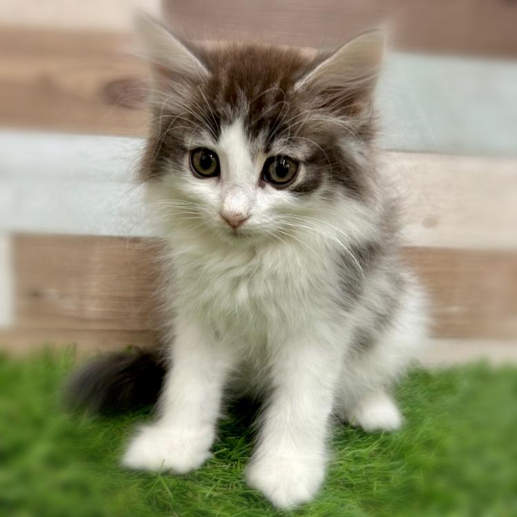 animal_image