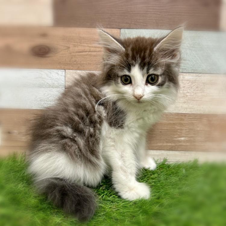animal_image
