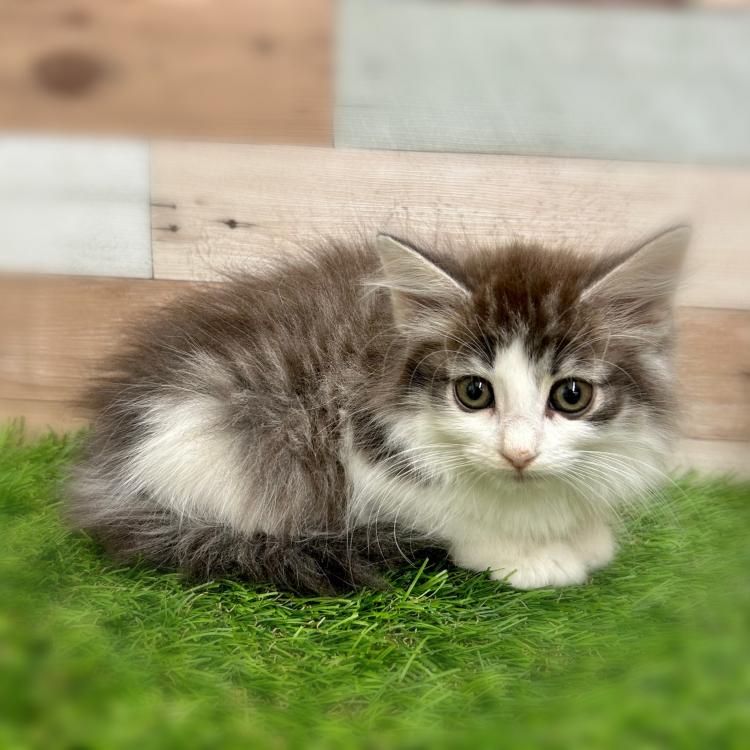 animal_image