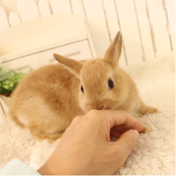 animal_image