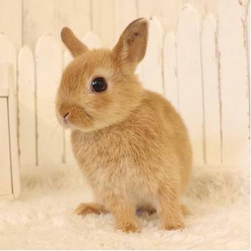 animal_image