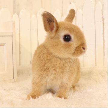animal_image
