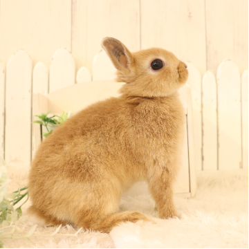 animal_image