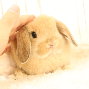 animal_image