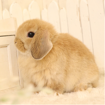 animal_image