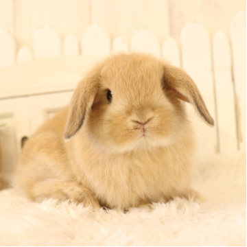 animal_image