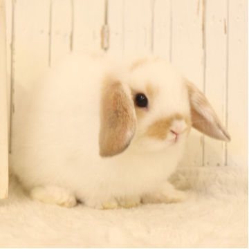 animal_image