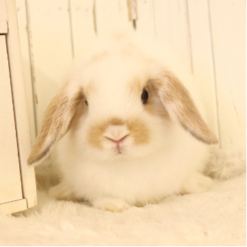 animal_image