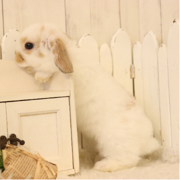 animal_image