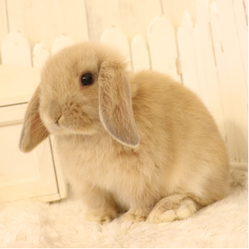 animal_image