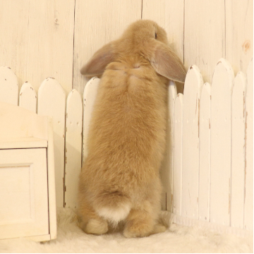 animal_image