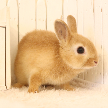 animal_image