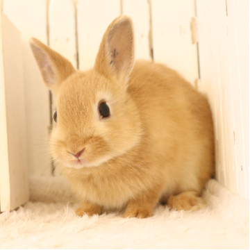 animal_image