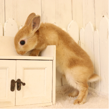 animal_image