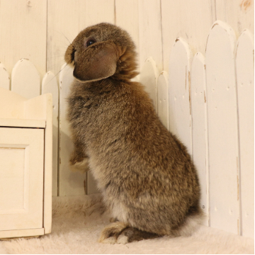 animal_image