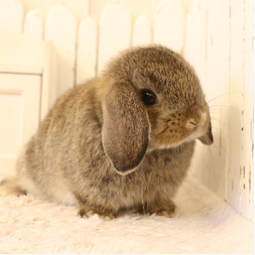 animal_image